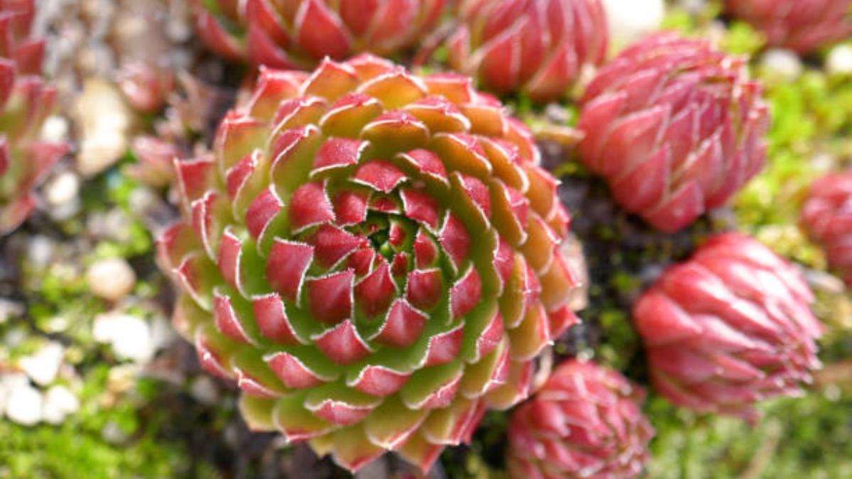 Trucazo de jardinería para que la suculenta cambie el color de sus hojas y pase de verde a rojo pasión 